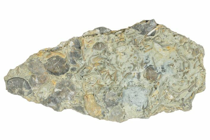 Fossil Brachiopod (Rafinesquina) and Bryozoan Plate - Indiana #285111